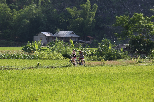 Ripening rice fields in Mai Chau