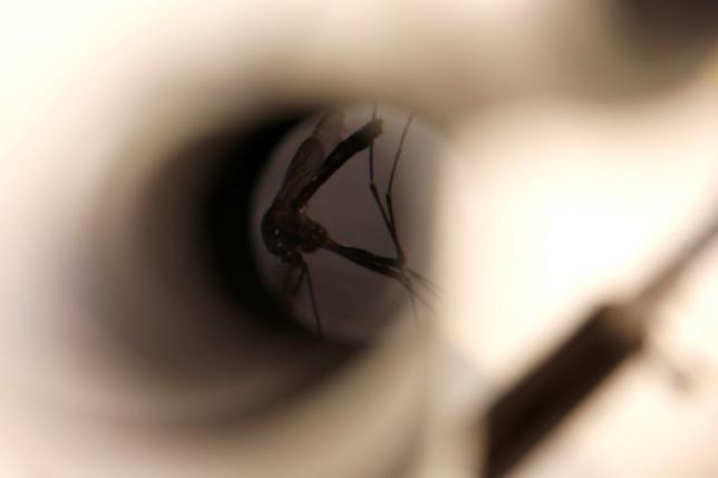  A mosquito is seen under a microscope at the Greater Los Angeles County Vector Control District in Santa Fe Springs, California, U.S., May 18, 2016. 