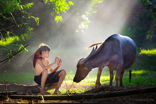 Boy caring for his buffalo