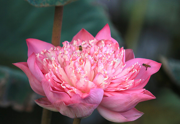   Vietnamese people have a special love for lotus flowers due to their pink colour and cool fragrance.