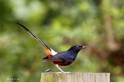 White-rumped shamas released into the wild