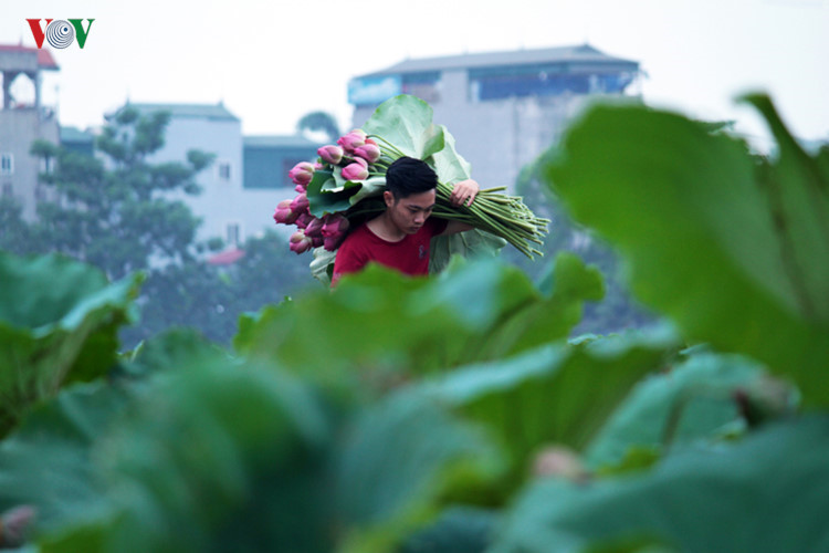 Harvesting lotus flowers