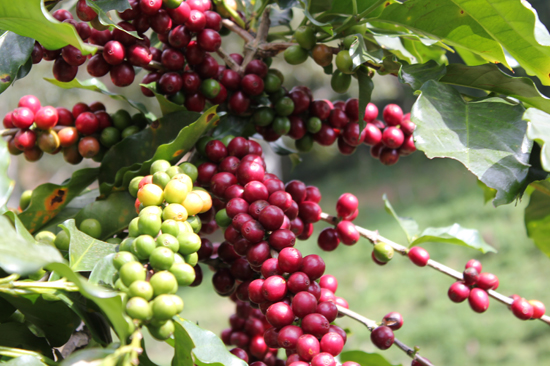 Dong Nai exports over 181,600 tons of coffee in Jan-June