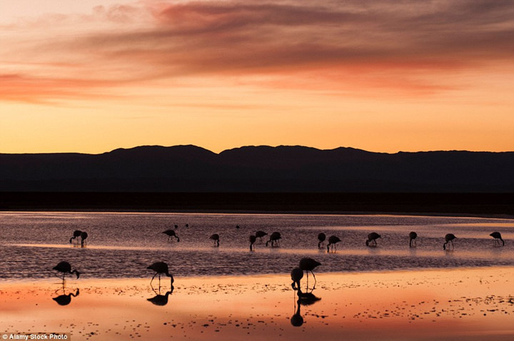 Chile's Atacama Desert is vast and varied, but head to the Los Flamencos National Reserve and you'll find a sink hole lake, home to an array of flamingos. The salty water in which they reside mirrors the sky during sunset