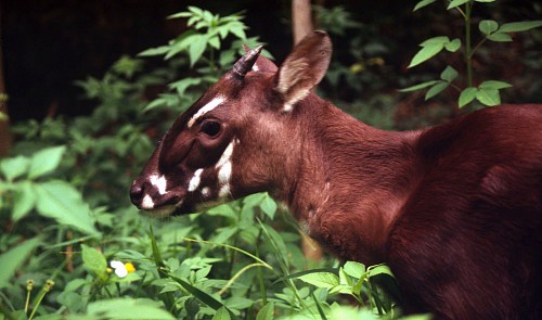 WWF Vietnam launches "Save Saola" campaign