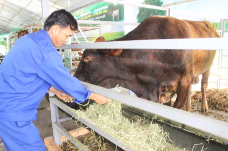 Đầu tư nhập khẩu giống ngoại nhằm cải thiện chất lượng bò nội địa đang được nhiều doanh nghiệp quan tâm. Trong ảnh: Giới thiệu giống bò nhập khẩu ở Hội chợ triển lãm giống nông nghiệp năm 2016 tại TP.Hồ Chí Minh.