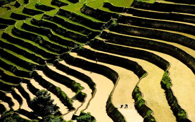 Hoang Su Phi terraced fields in rainy season