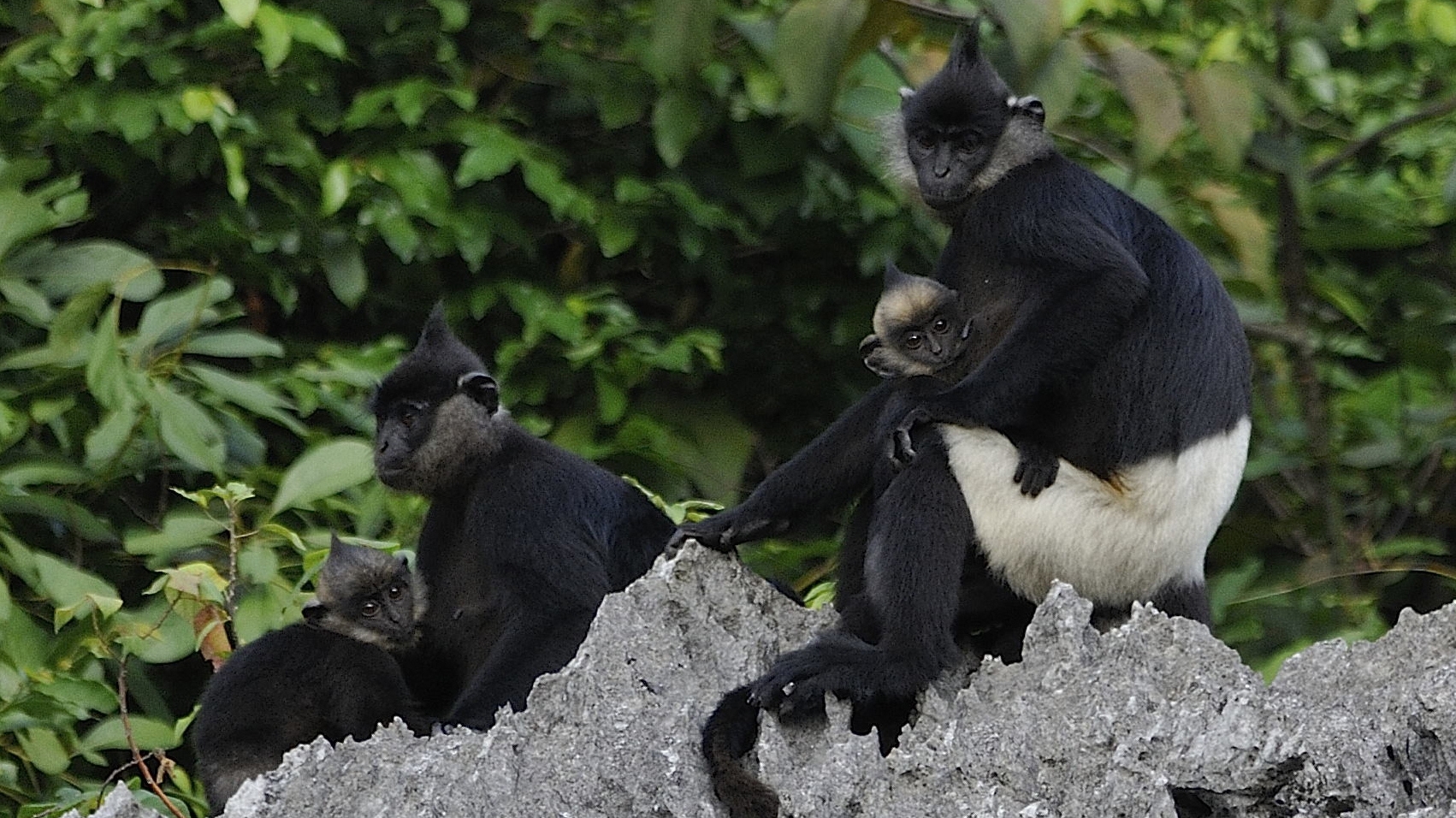 World's second largest population of Delacour's langur discovered in Vietnam