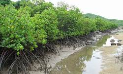 Policies on sustainable development of coastal forests promulgated