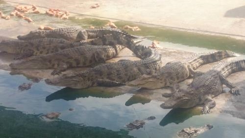 Crocodile farmers in southern Đồng Nai Province have suffered from big losses since the beginning of this year due to weak demand. — Photo VNA/VNS Photo Sỹ Tuyên   Read more at http://vietnamnews.vn/society/301840/crocodile-breeders-suffer-losses-amid-falling-demand.html#3CyPiRrMFBA07ijW.99