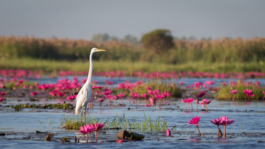 Red Lotus Sea