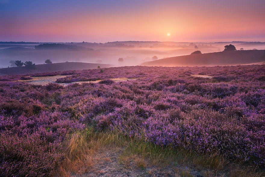 Purple Dream