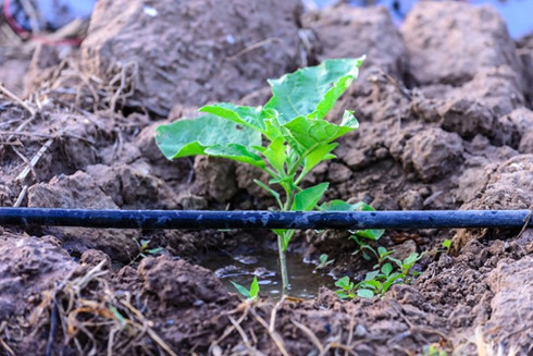 Advanced irrigation technology reaches nearly 144,000 hectares