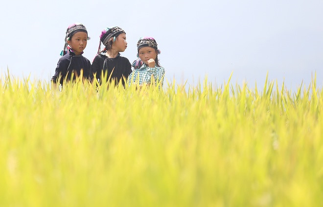 Three La Chi children wearing traditional headdress with multi-coloured tassels pose for photo in a golden rice field.