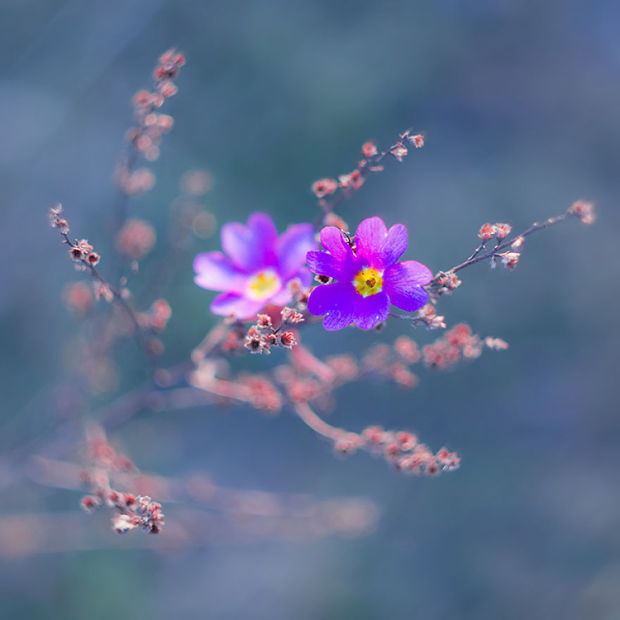 Blooming flowers