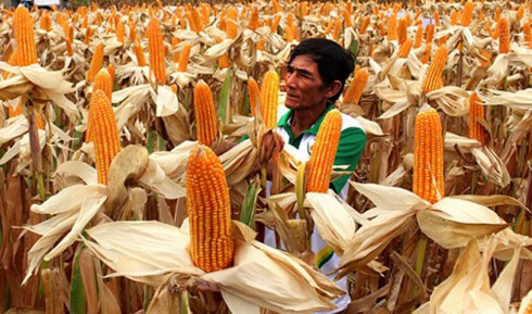 Genetically modified corn's high financial potential