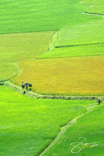 Young rice season, the fields like a green carpet untouched, fertile beauty as are prepubescent girls.