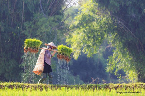 Stunning beautiful paddy fields in northern region
