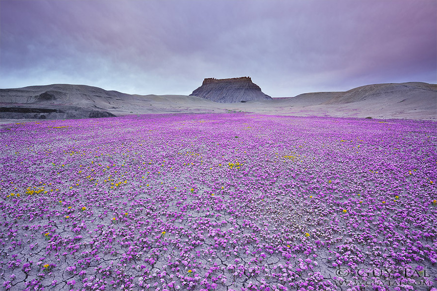 Flowers bloom in the desert