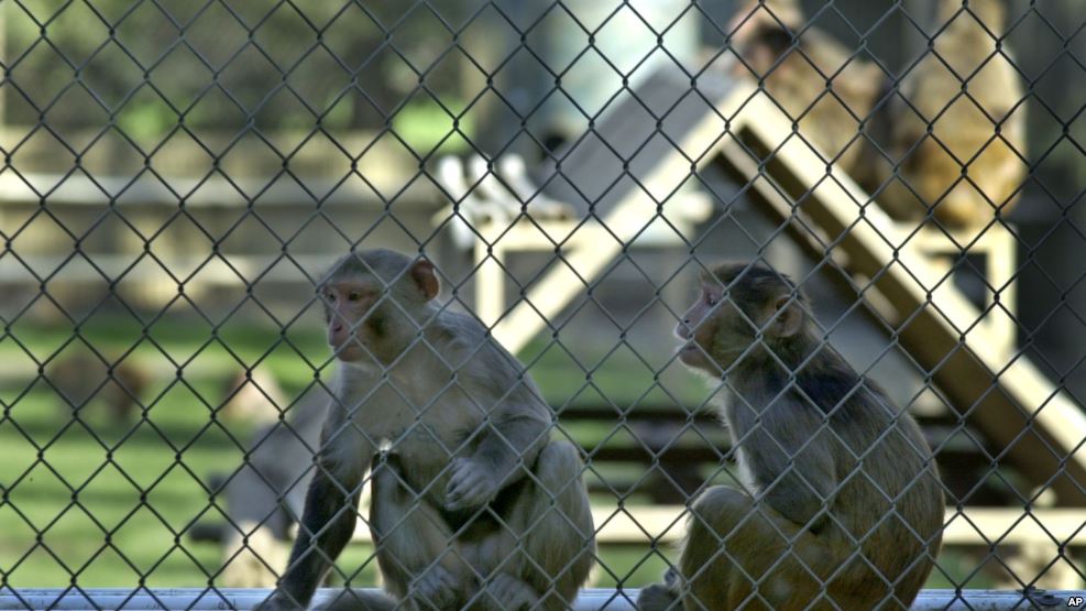 Experiment in monkeys raises hopes of "functional cure" for HIV