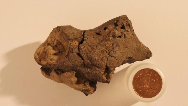 Scientists identify fossilized dinosaur brain tissue for first time