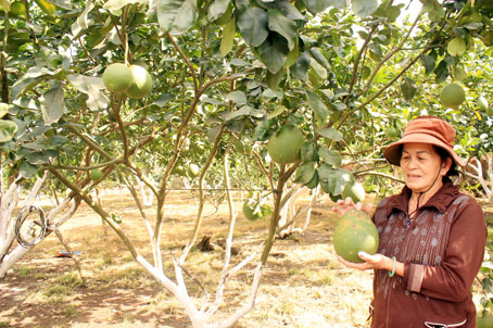 Bà Huỳnh Thị Mai, nông dân xã Tây Hòa (huyện Trảng Bom), cắt bỏ những trái bưởi bị sâu, bệnh.