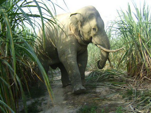Elephant raised at Vuon Xoai Tourist Park conceives