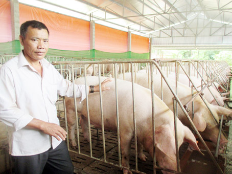 Mô hình nuôi heo nái theo kiểu chuồng trại công nghiệp của ông Nguyễn Văn Đoàn.