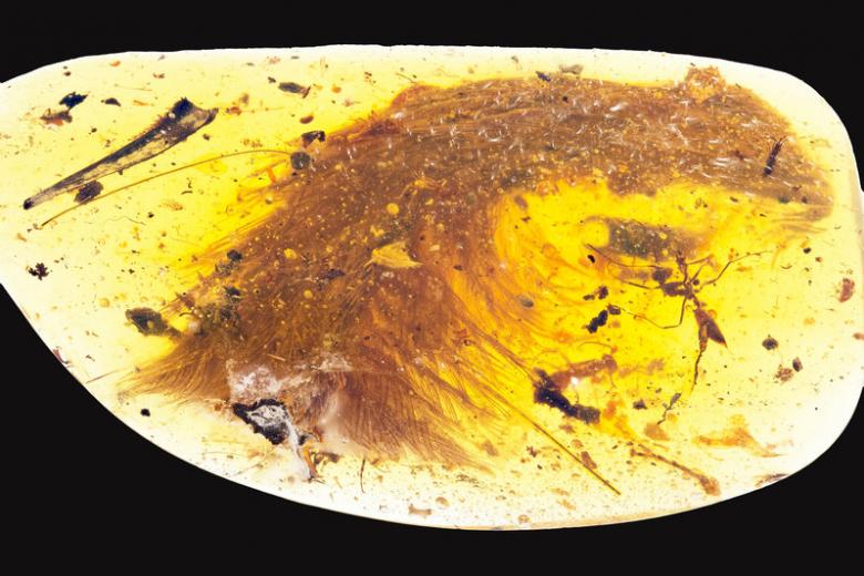 Some 99 million years ago, a juvenile dinosaur got its feathery tail stuck in tree resin, a death trap for the small creature. But its misfortune is now giving scientists unique insight into feathered dinosaurs that prospered during the Cretaceous Period.