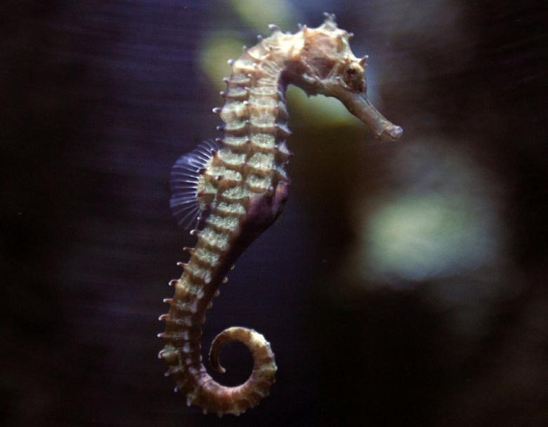 Undersea mystery: seahorse genetic secrets unveiled
