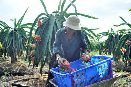 Người dân ấp Hưng Bình (xã Hưng Thịnh, huyện Trảng Bom) thu hoạch thanh long tại vườn.