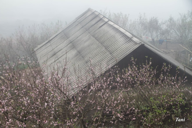 Peach flowers are in full bloom along the road to the northwestern region despite misty weather. 