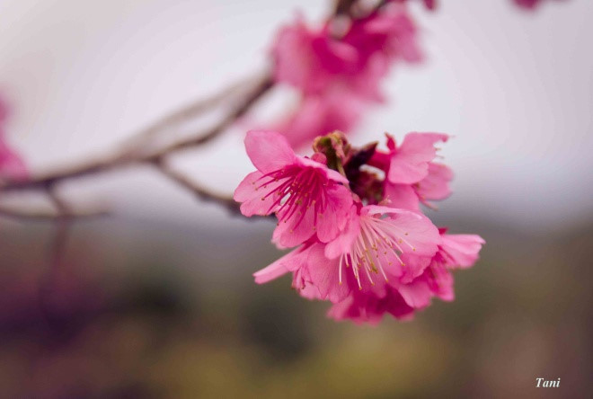 Wild peach trees blossom in chilly weather, mainly from December to February. 