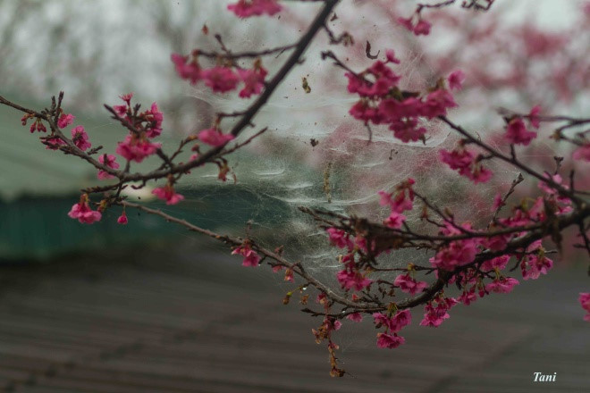 To watch the most beautiful peach tree forests, tourists are recommended to go deeper into the villages through rugged paths and will be rewarded for the romantic scene.