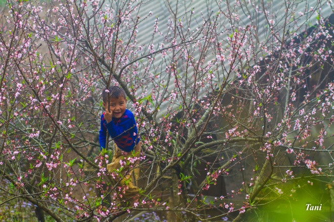   Wild peach trees will leave an unforgettable memory of childhood.