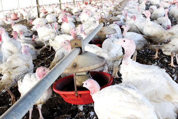 Nuôi gà "khủng" kiểu Do Thái