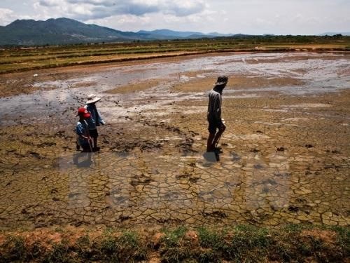 Farmers in the Mekong Delta struggled to grow rice during the dry season in 2016. (Photo:VNA)