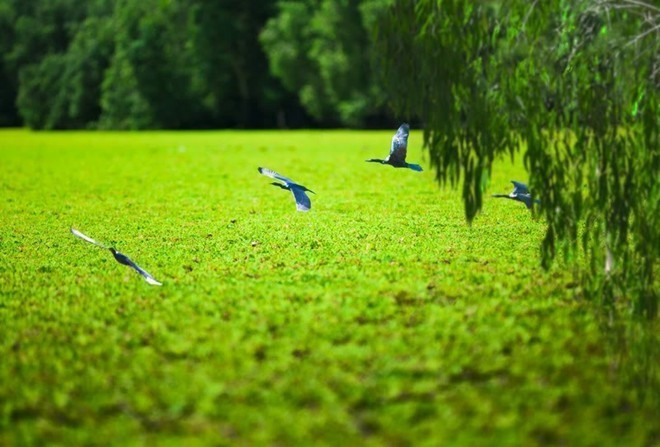 Travelling in Vietnam's southwestern region during Tet holidays