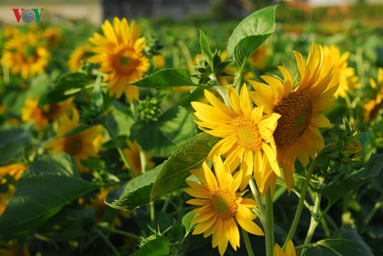 Sunflowers are in full bloom