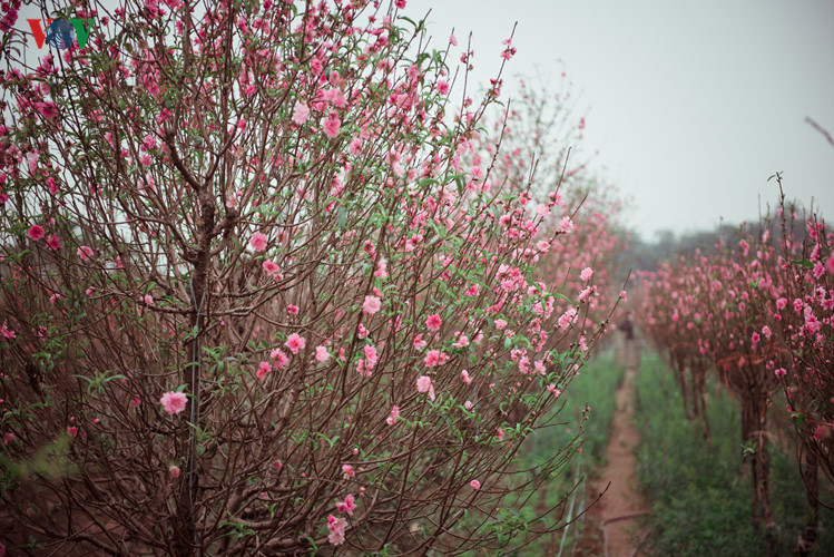 This year, the unusual weather in the northern region makes peach flowers bloom earlier than previous years