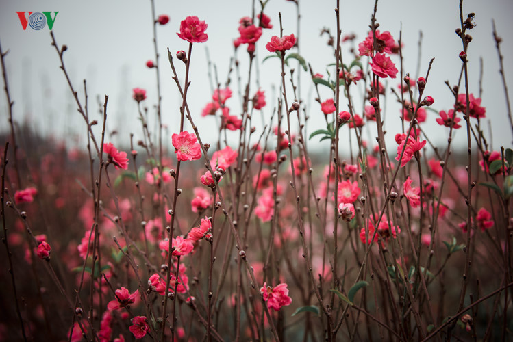 Peach blossoms are signalling the arrival of a new spring