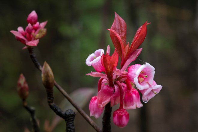 The flowers look like pink bells that is why they are called bell-shaped peach blossoms