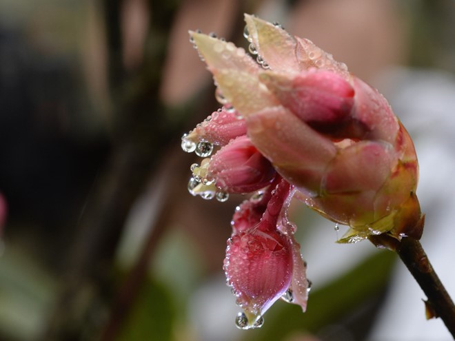 Pictured are bell-shaped peach blossoms in Le Jardin D’Amour flower garden