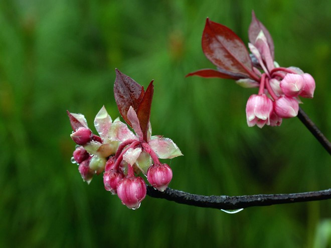 The peach blossoms from January to March.