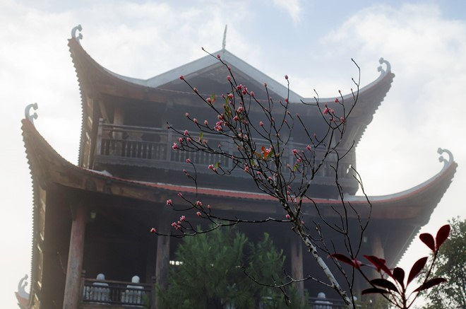 Bell-shaped peach trees are grown in the Forest Goddess temple, Linh Phong Tu pagoda and others