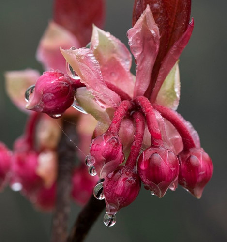 Enjoying bell-shaped peach blossoms on Ba Na Hills