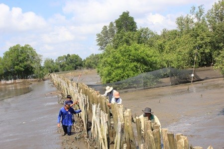 Residents of Vam Ray commune erect a wooden fence to protect the mangrove forest in Kien Giang province (Photo: VNA)