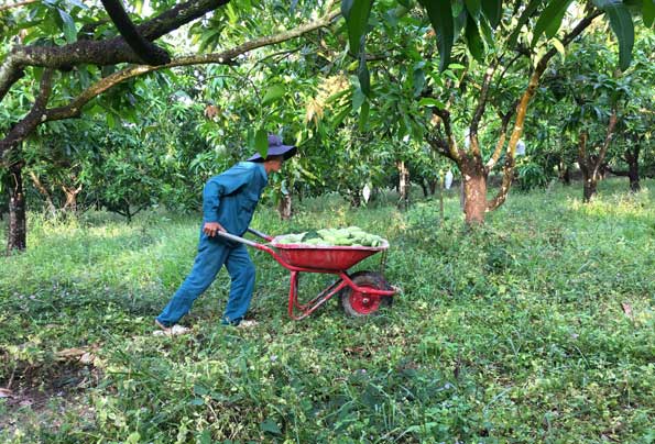  Nông dân thu hoạch xoài sáng mùng 3 tết 