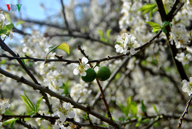 Stunning beauty of plum flower has turned Son La into an inviting tourism destination during the first days of the lunar New Year.