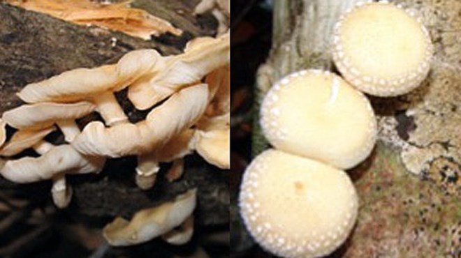 A new species of Shiitake mushroom called Lentinula platinedodes has been found in Cat Tien National Park in Dong Nai and Lam Dong provinces (Photo: tuoitre.vn)